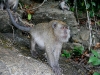 070209monkeybeach04.jpg