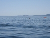 080816_orcas01.jpg