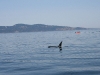 080816_orcas10.jpg