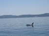 080816_orcas15.jpg