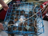 080817_crabfishing02.jpg