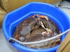 080817_crabfishing06.jpg