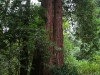 080830_redwoods06.jpg