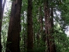 080830_redwoods10.jpg