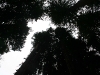 080830_redwoods15.jpg