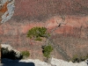 080912_grand_canyon12.jpg