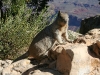 080912_grand_canyon19.jpg