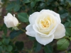 110215_rose_garden02