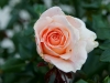 110215_rose_garden03