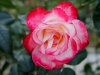 110215_rose_garden07