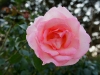 110215_rose_garden09