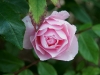 110215_rose_garden10