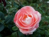 110215_rose_garden11